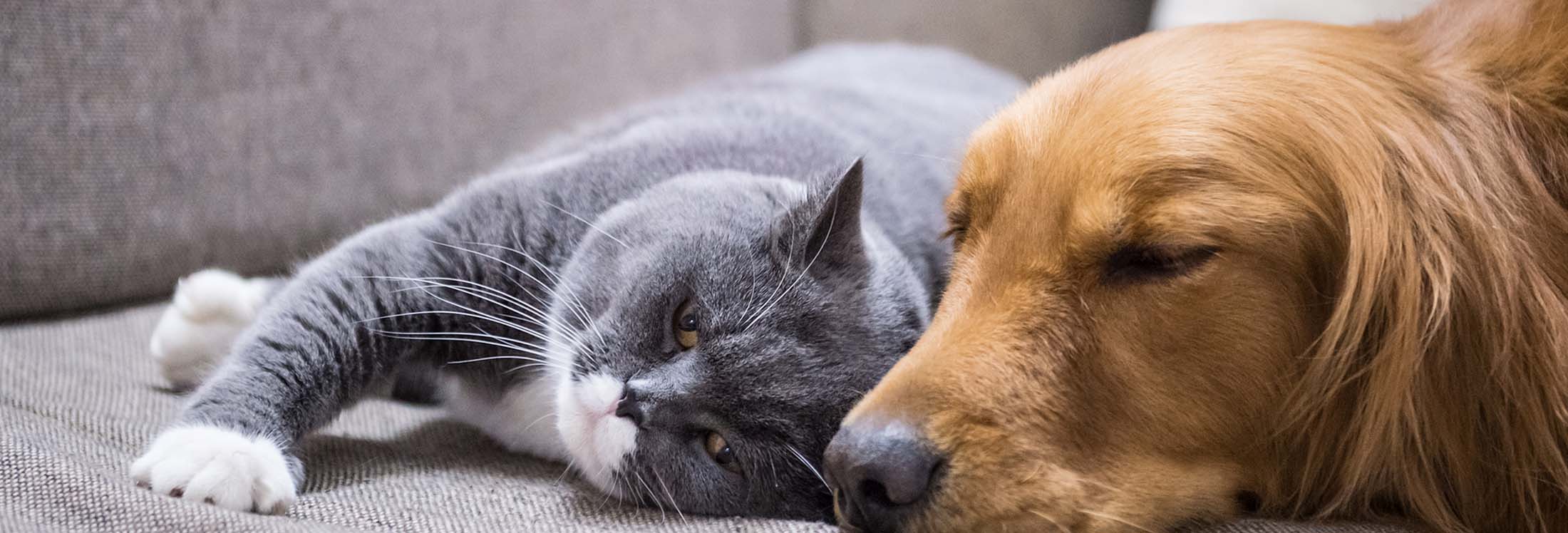 Pets Page Image